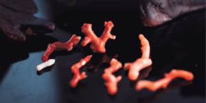 Coral: The Ocean’s Living Gemstone with Millennial History